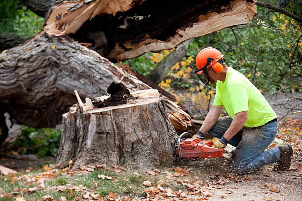 Tree Root Removal in Fife Heights, WA